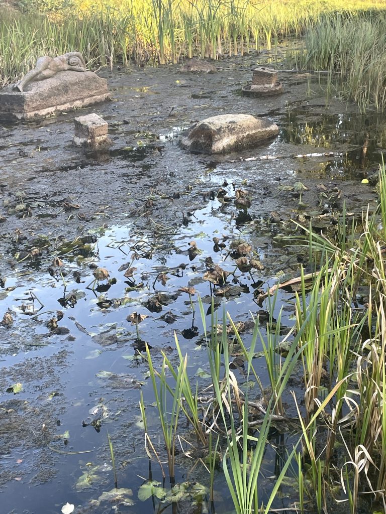 Näckrosdammen i Oskarshamns stadspark