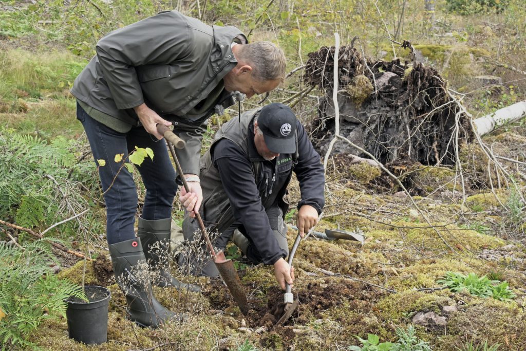 Allan Widman planterar med hjälp av Anders Ekstrand från Södra.