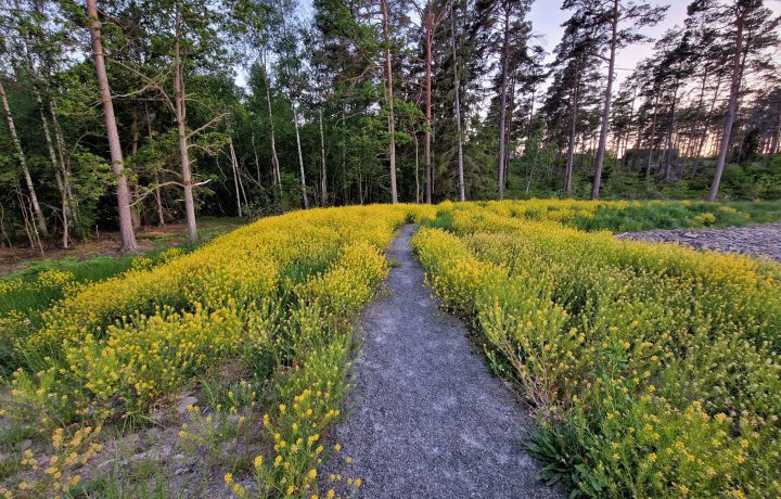 Stig i skogen i Oskarshamn