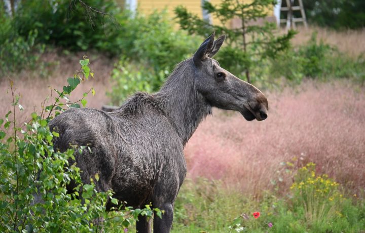 Pressbild på en älg