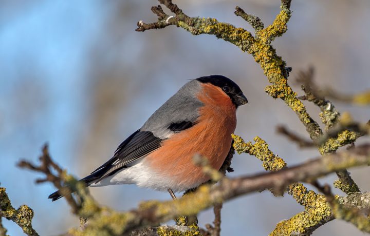 Foto: Pierre Stjernfeldt