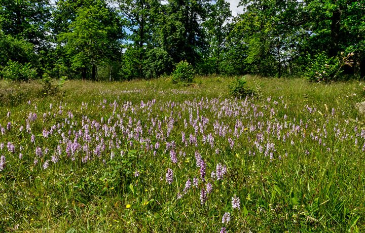 Dactylorhiza-maculata3