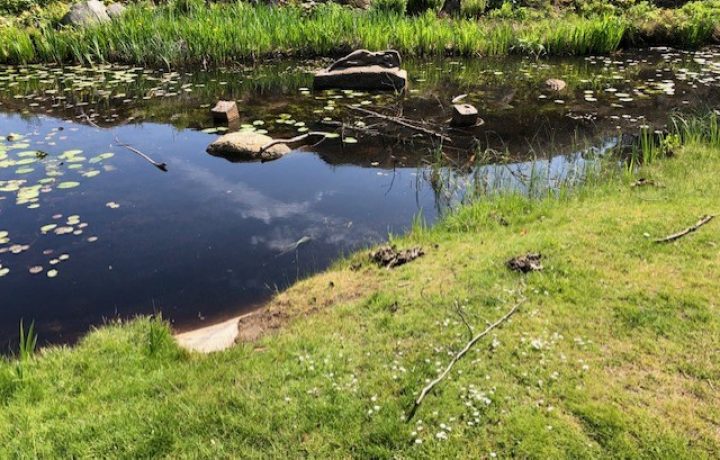 Näckrosdammen i stadsparken i Oskarshamn