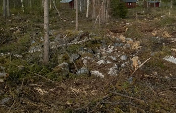 Odlingsröse som körts över i samband med avverkning