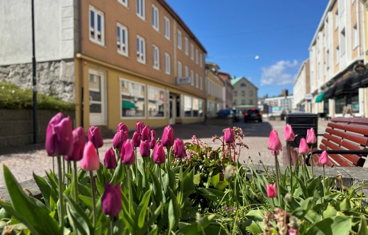 Tulpaner på Hamngatan i Oskarshamn