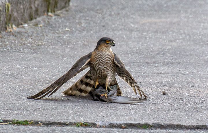 En sparvhök har fångat en tornseglare i Nybro