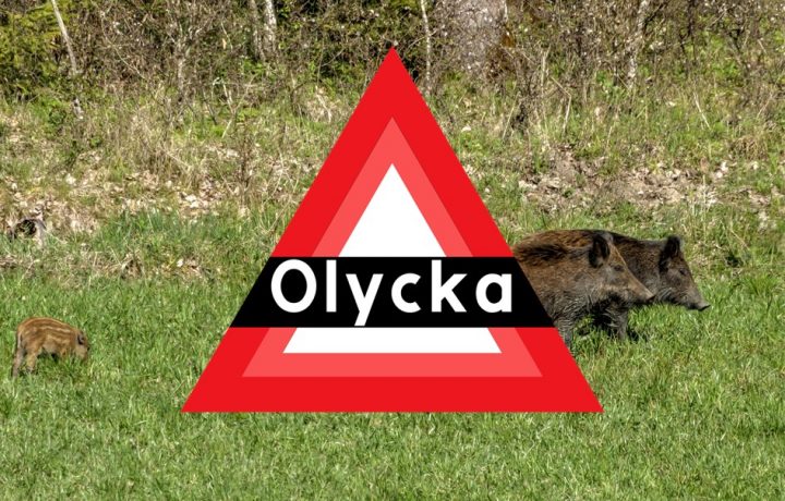 olyckstriangel och vildsvin