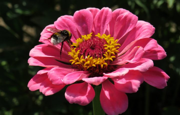 Rosa blomma med humla