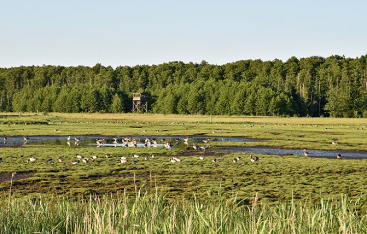 Våtmark Beijershamn