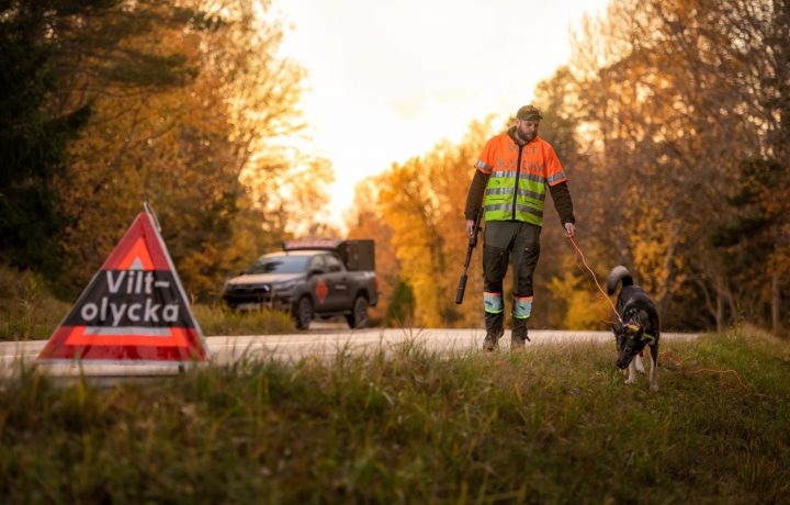 Jägare med hund söker efter viltolycka