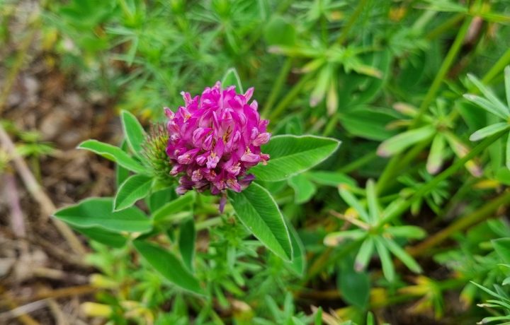 Läsarbild, blommor