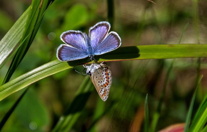 Naturbild med fjäril