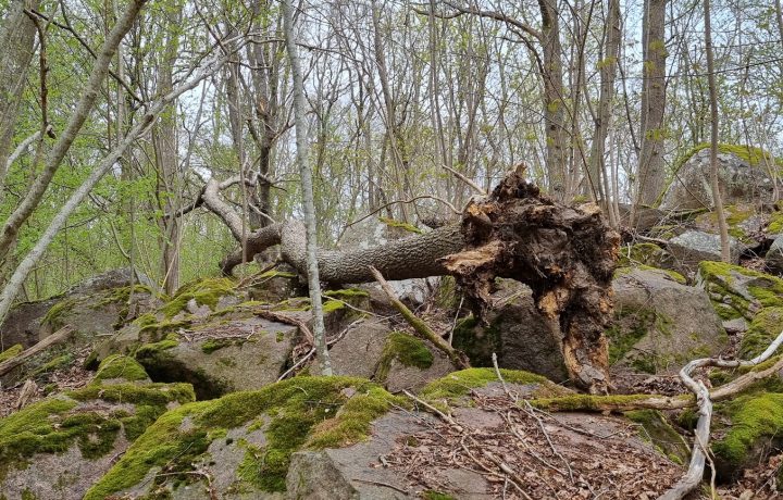 Sjöbovikens naturreservat i Kristineberg i Oskarshamn.