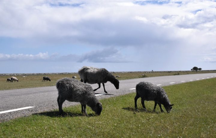 Får vid Långe Jan på Öland