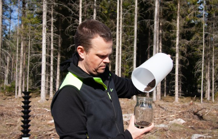 Tömning av granbarkborrefälla