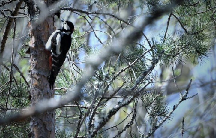 En hackspett i Sjöbovikens naturreservat i Oskarshamn