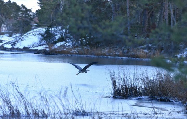 En häger i Oskarshamn