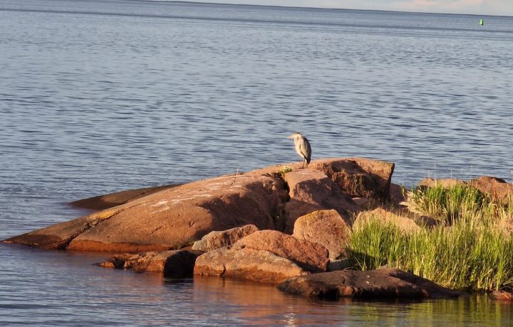 En häger