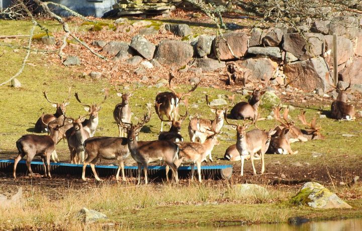 Hjortar vid Ems Herrgård