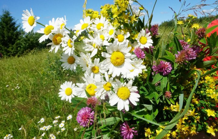 Midsommarblommor