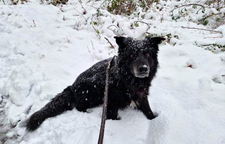 Hunden Nalle leker i snön i Oskarshamn