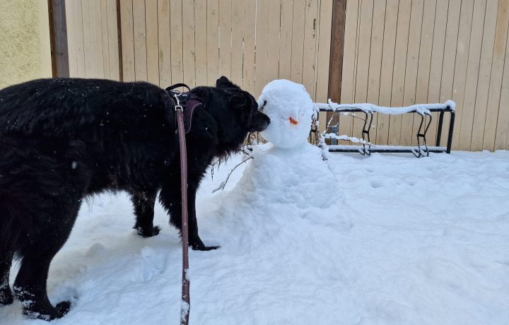 nalleochsnögubben