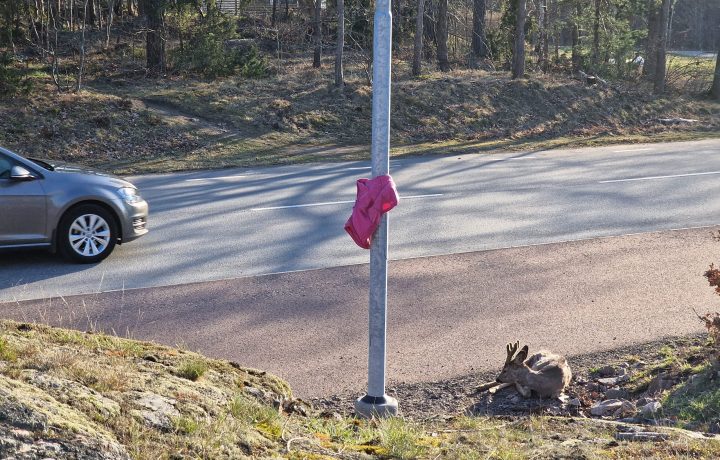 Påkörd råbock ligger vid kanten av Stångehamnsvägen i Oskarshamn