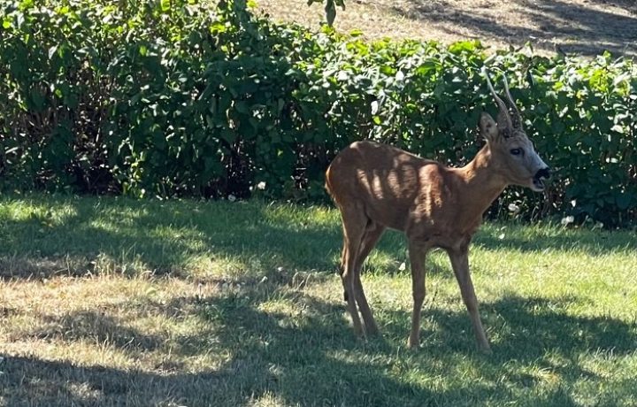 Råbock i en trädgård på Strandvägen i Oskarshamn