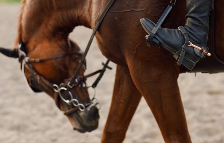 side-view-close-up-chestnut-horse-harness-with-female-rider-jockey-hat-helmet-white-uniform-with-bridle-stack-boots