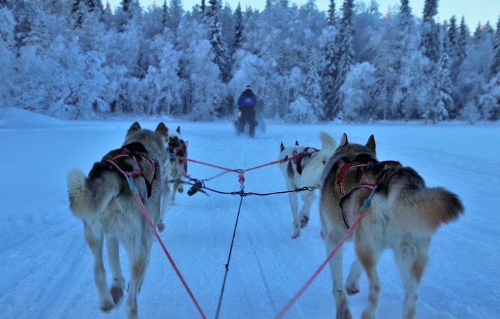 Hundspann i vinterlandskap