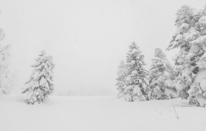 Snötäckta barrträd under snöstorm