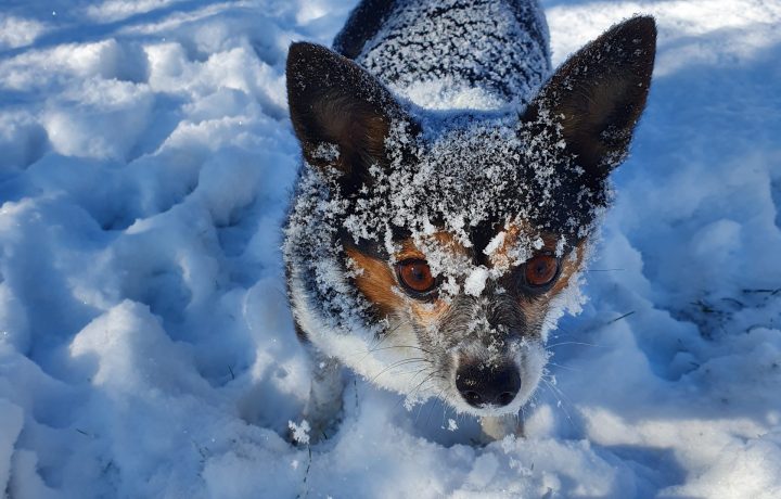 snöhund