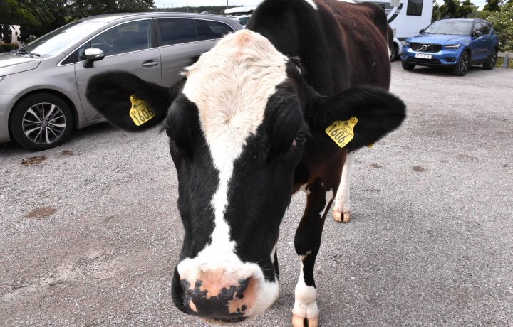 En ungtjur på parkeringen utanför Långe Erik på norra Öland