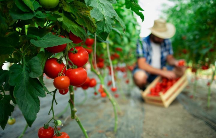 Tomatodling