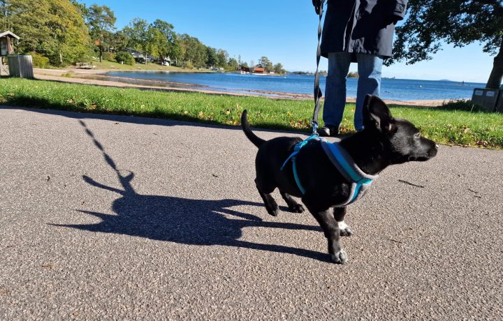 Tosse på promenad