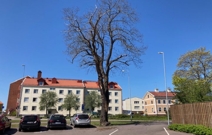 Träd vid hälsocentralen Gripen i Oskarshamn