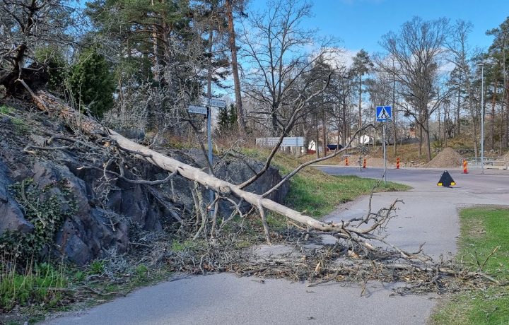 Omkullblåst träd på Stengatan i Oskarshamn