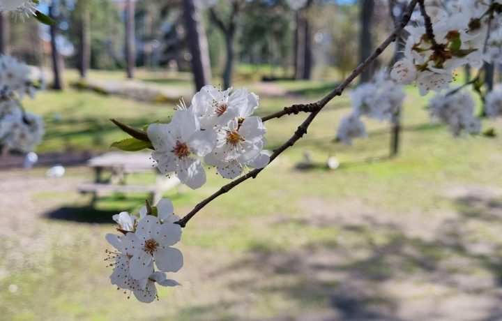 Bild på blomningen och vårens ankomst