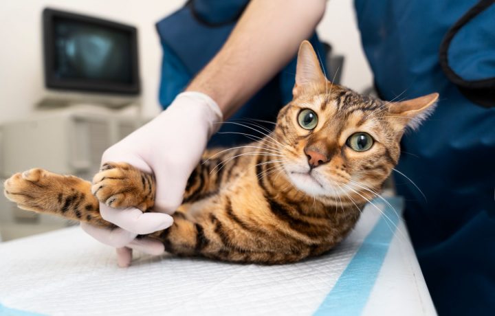 Katt hos veterinären